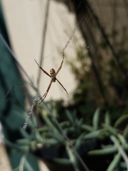 Argiope argentata