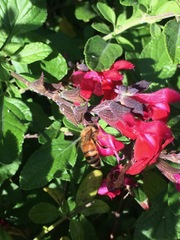 Apis mellifera