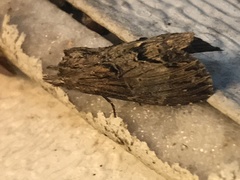 Dasylophia thyatiroides