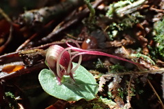 Corybas sinii