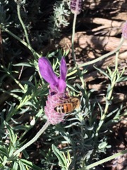 Apis mellifera