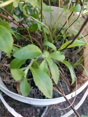 Stevia rebaudiana