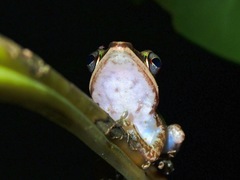 Chalcorana megalonesa