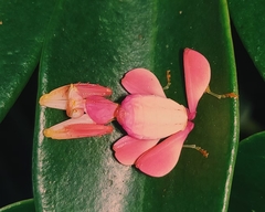 Hymenopus coronatus