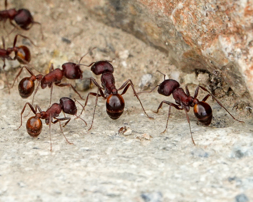 Rough Harvester Ant