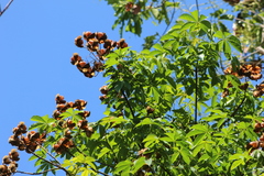 Cochlospermum orinocense
