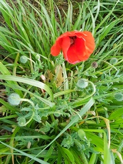 Papaver rhoeas