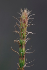 Allocasuarina duncanii