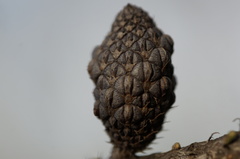 Allocasuarina duncanii