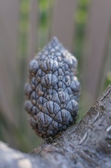 Allocasuarina duncanii