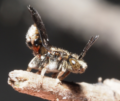 Triopasites spinifera