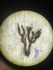 Schistidium rivulare