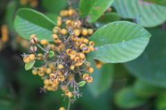 Dilleniaceae