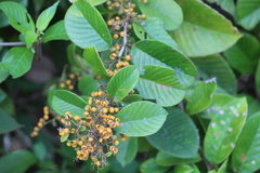 Dilleniaceae