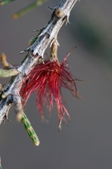 Allocasuarina duncanii