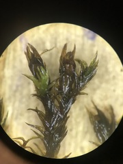 Schistidium rivulare