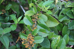 Dilleniaceae