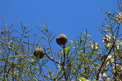 Bertholletia excelsa