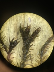 Schistidium rivulare