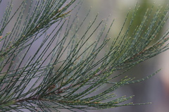 Allocasuarina duncanii