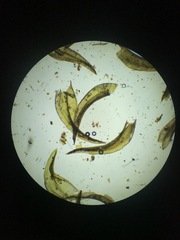 Schistidium rivulare