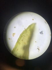 Schistidium rivulare