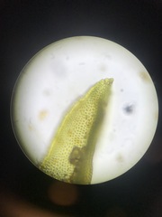 Schistidium rivulare