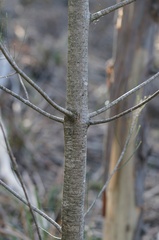 Allocasuarina duncanii