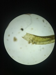 Schistidium rivulare