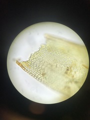 Schistidium rivulare