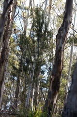 Allocasuarina duncanii