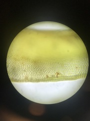 Schistidium rivulare