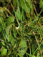 Ludwigia torulosa