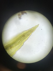 Schistidium rivulare