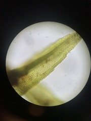 Schistidium rivulare