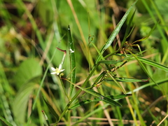 Ludwigia torulosa