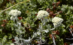 Helichrysum crispum