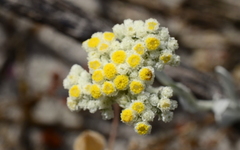 Helichrysum crispum