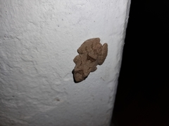 Scinax acuminatus