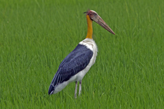 Leptoptilos javanicus