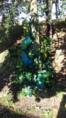 Artocarpus heterophyllus