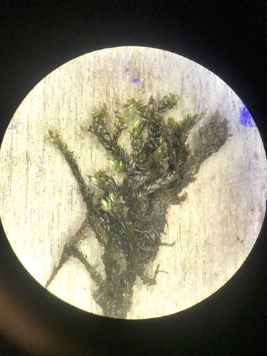 Pseudohygrohypnum eugyrium, 2021-10-09