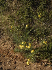 Senecio pinnatus