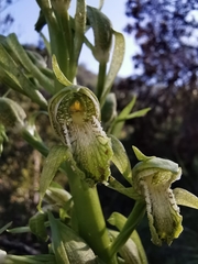 Chloraea cylindrostachya
