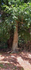 Celtis mildbraedii