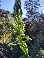 Chloraea cylindrostachya