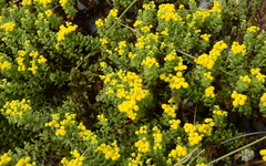 Oncosiphon sabulosus