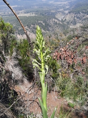 Chloraea cylindrostachya