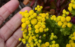 Oncosiphon sabulosus