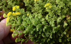 Oncosiphon sabulosus